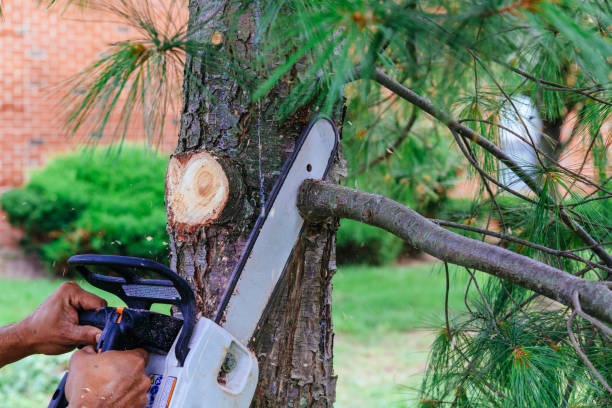 Reliable Okawville, IL Tree Care  Solutions